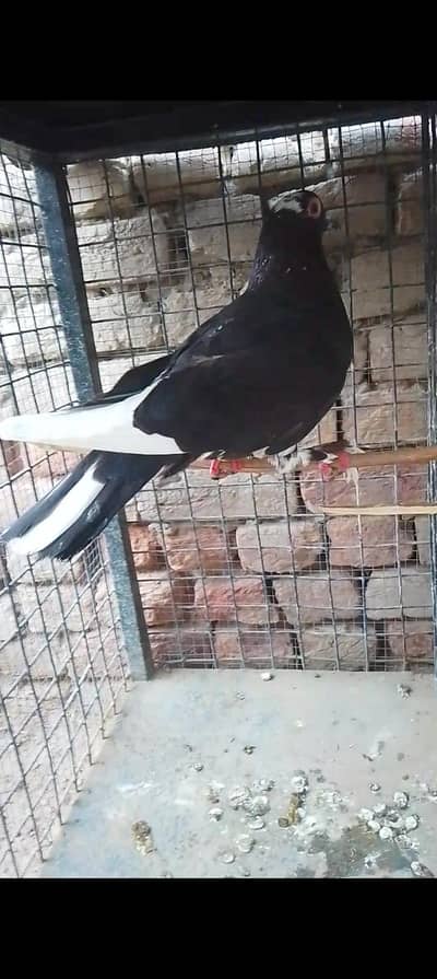 sherazi or mukhia kabootar male