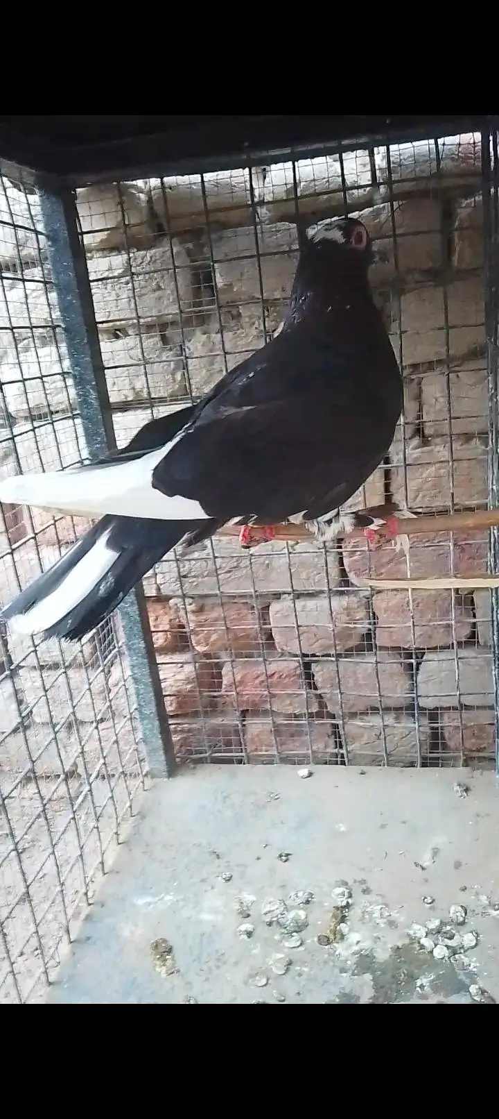 sherazi or mukhia kabootar male — photo 3