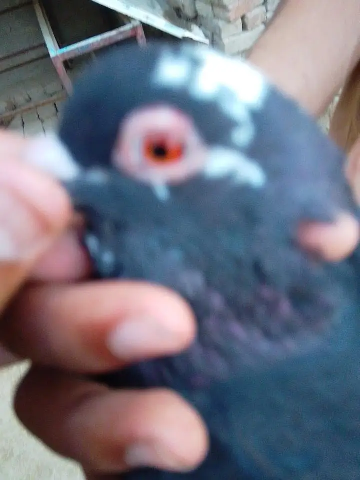 sherazi or mukhia kabootar male — photo 4