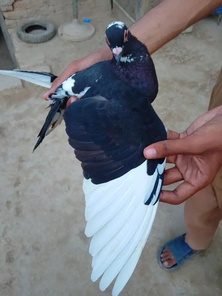 sherazi or mukhia kabootar male — photo 5