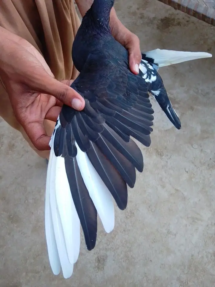sherazi or mukhia kabootar male — photo 6