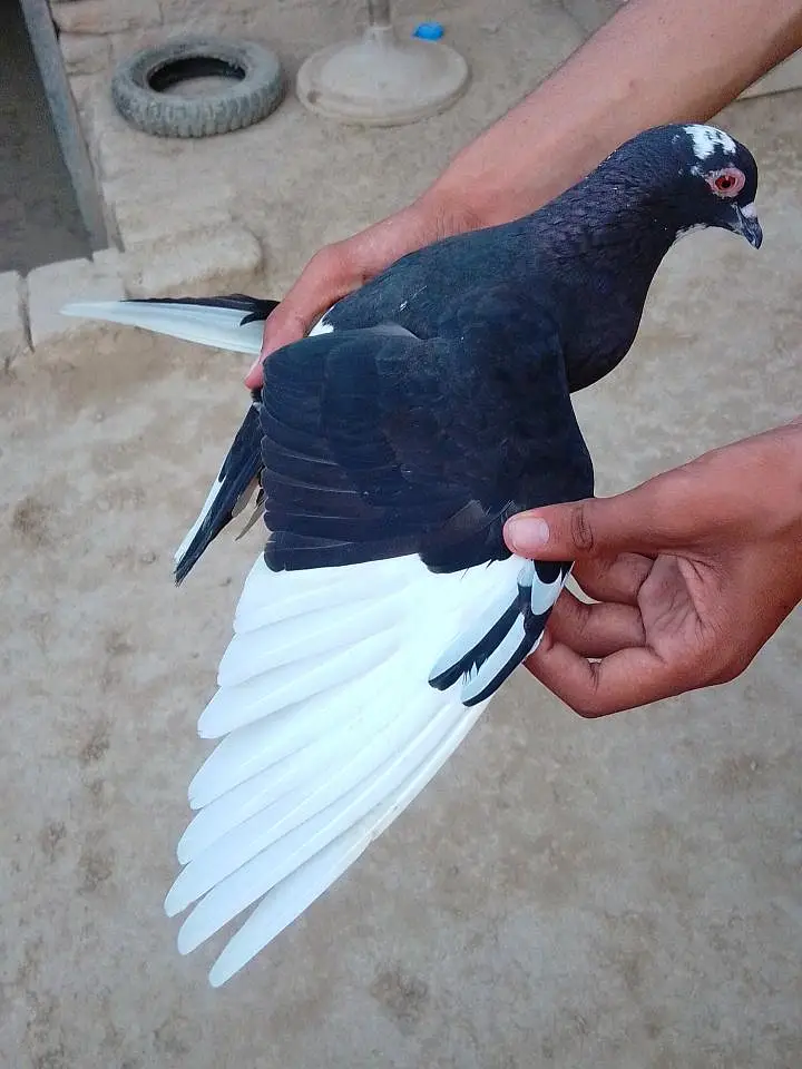 sherazi or mukhia kabootar male — photo 7