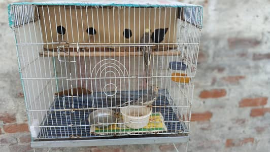 argent for sale parrot Multan Gage smate boxe smate