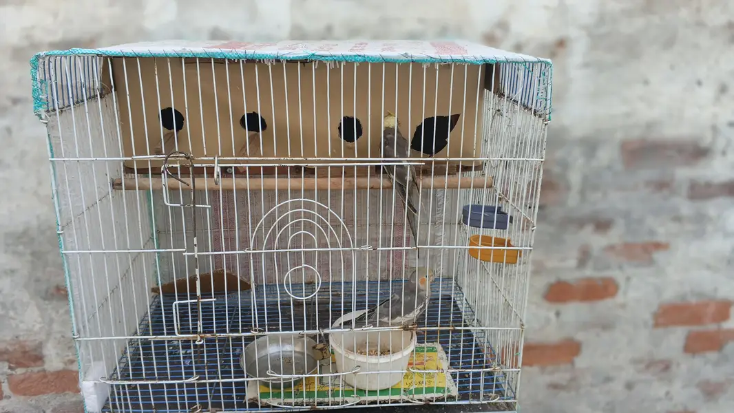 argent for sale parrot Multan Gage smate boxe smate — photo 2