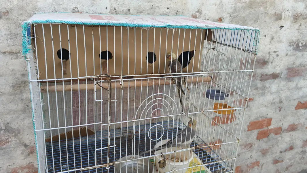 argent for sale parrot Multan Gage smate boxe smate — photo 3