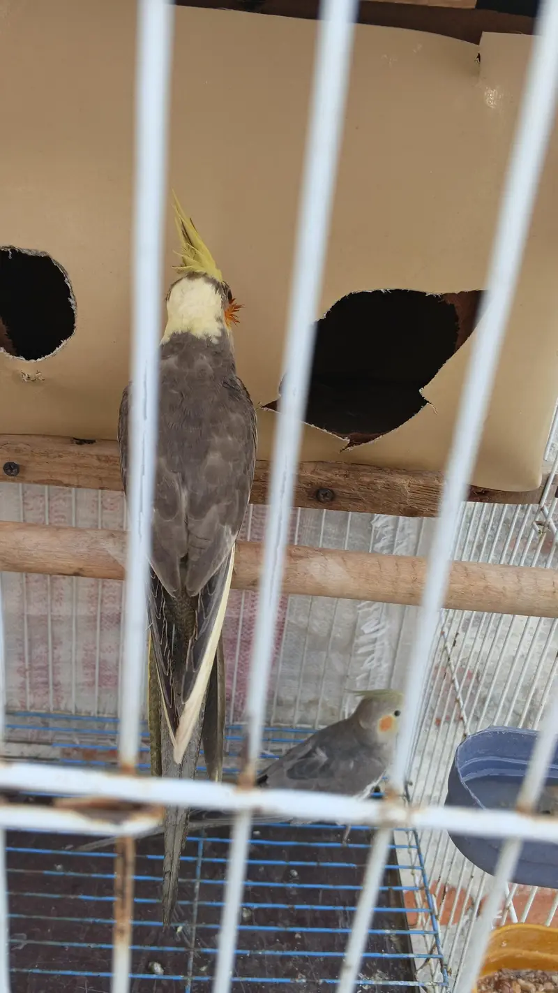 argent for sale parrot Multan Gage smate boxe smate — photo 4