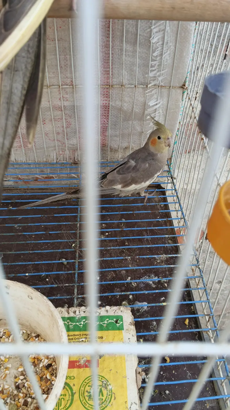 argent for sale parrot Multan Gage smate boxe smate — photo 5