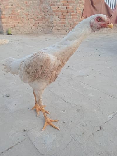 German Oh Shamo Breeder female