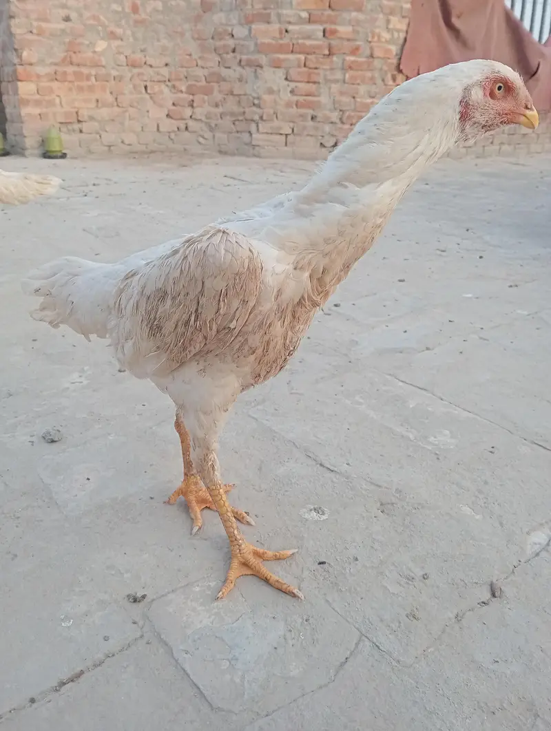 German Oh Shamo Breeder female — photo 2
