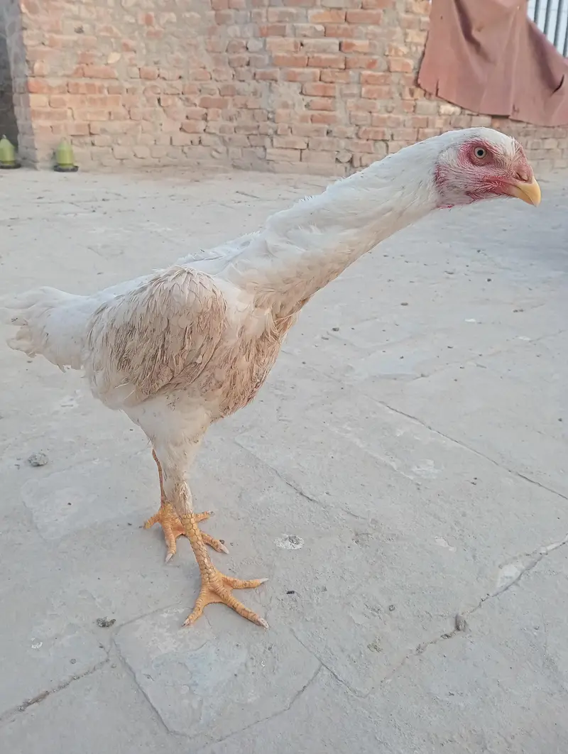 German Oh Shamo Breeder female — photo 3