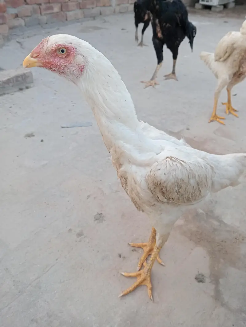 German Oh Shamo Breeder female — photo 4