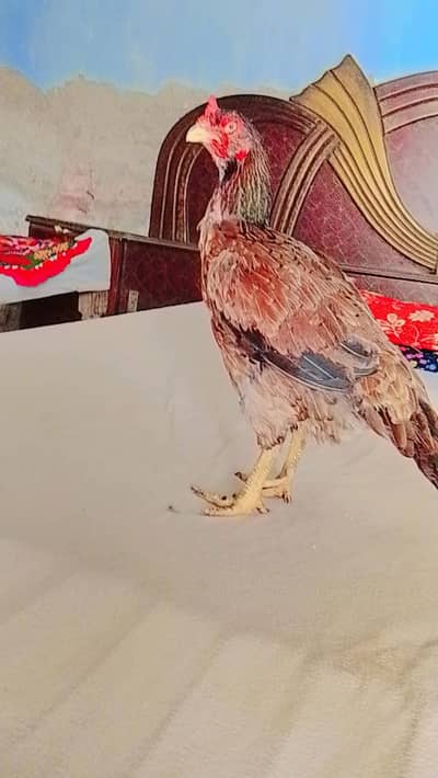 Mianwali Aseel Murgi