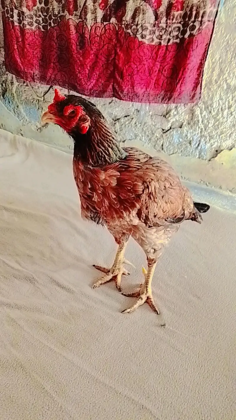 Mianwali Aseel Murgi — photo 2