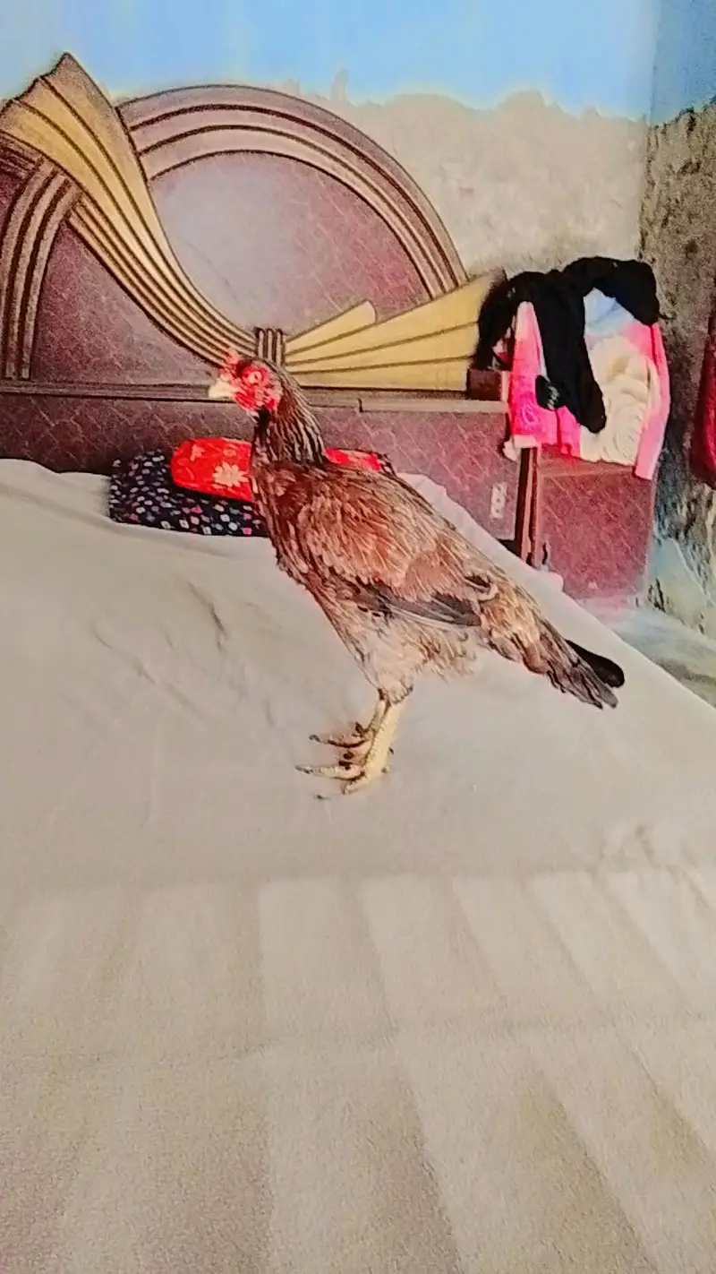 Mianwali Aseel Murgi — photo 3