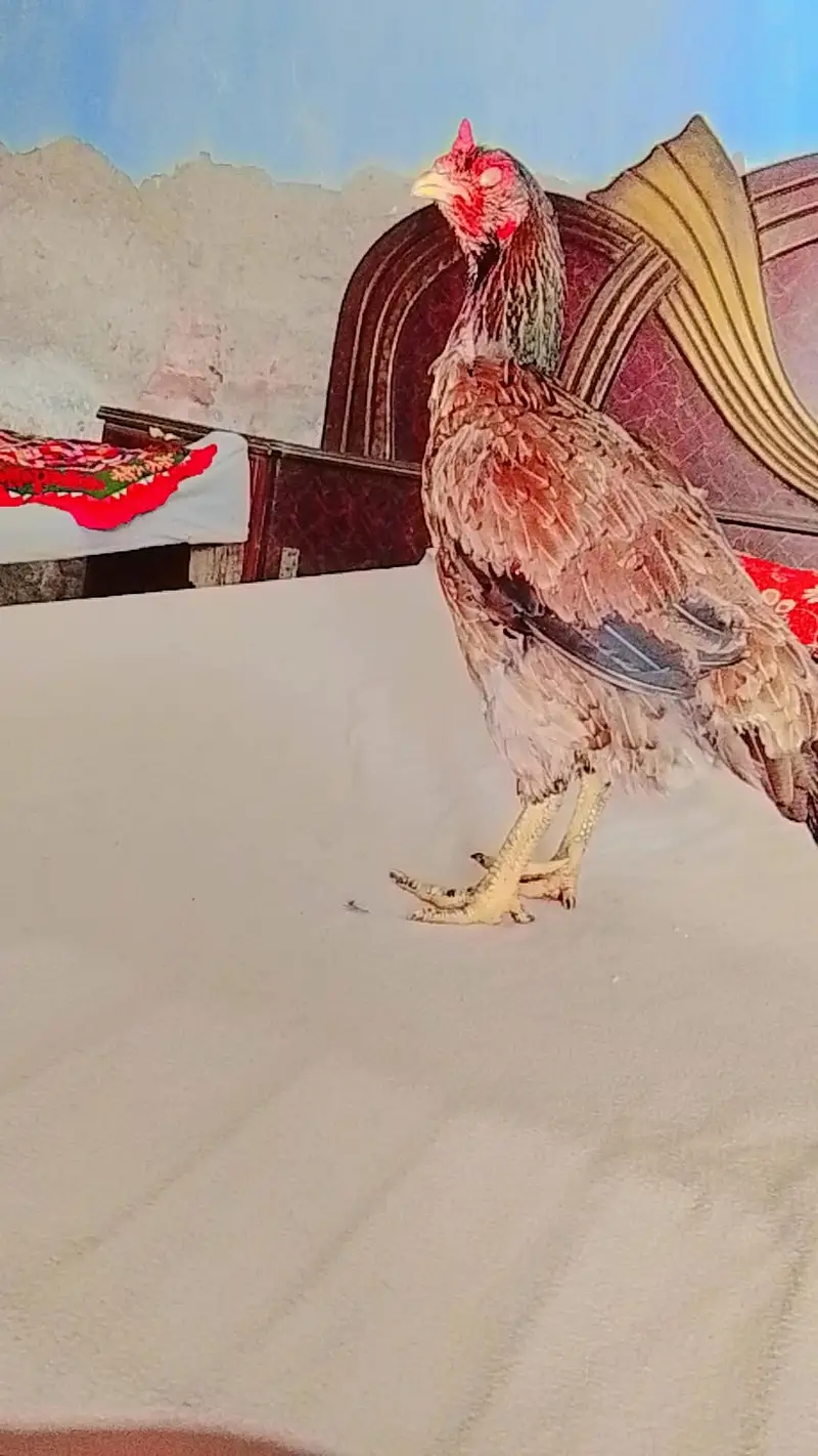 Mianwali Aseel Murgi — photo 4