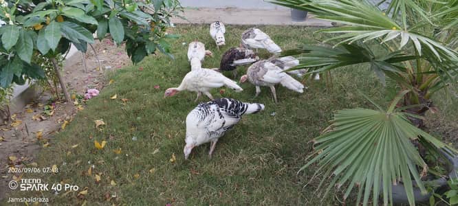Turkey bird  turkey bird age 8 month male and female