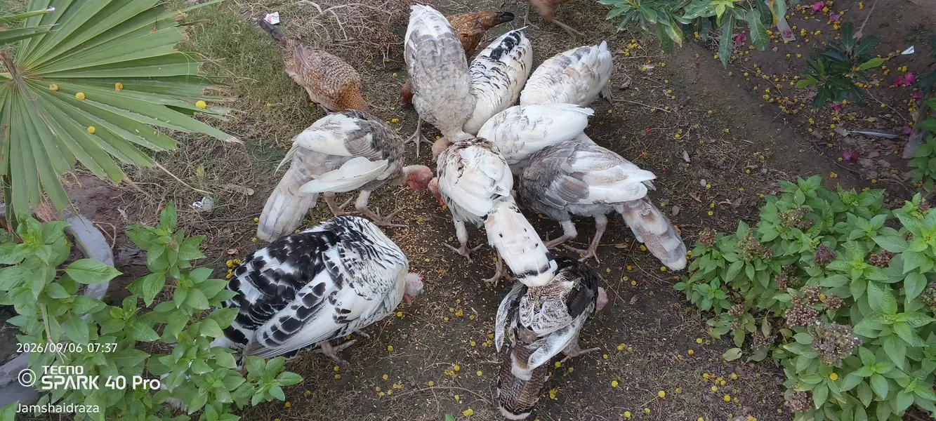 Turkey bird  turkey bird age 8 month male and female — photo 2