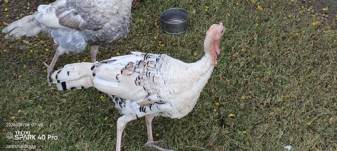 Turkey bird  turkey bird age 8 month male and female — photo 3