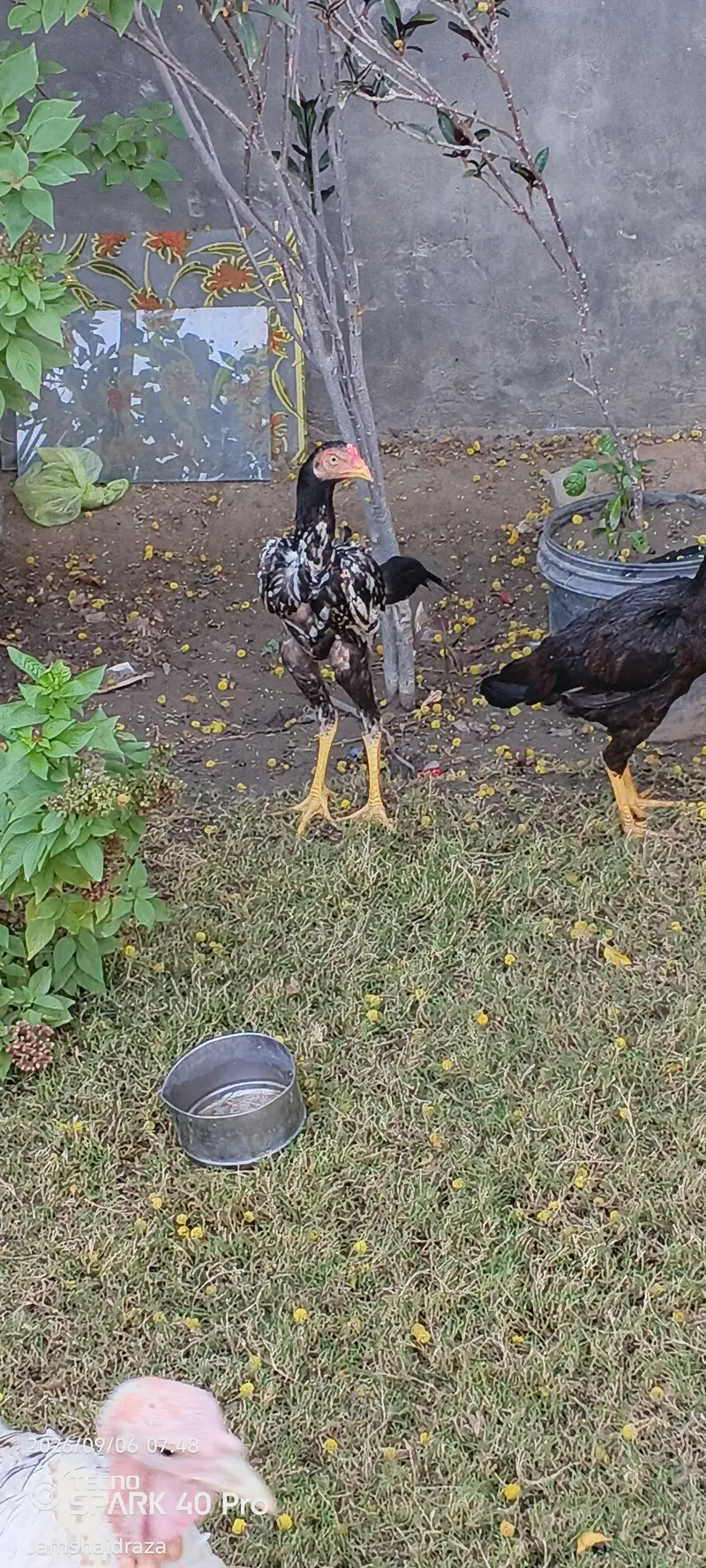 Turkey bird  turkey bird age 8 month male and female — photo 4