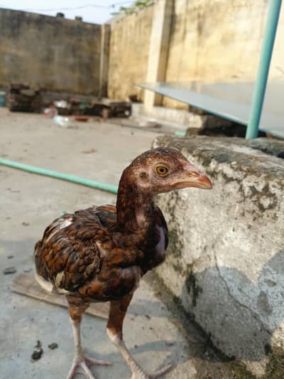 mianwali aseel for sale