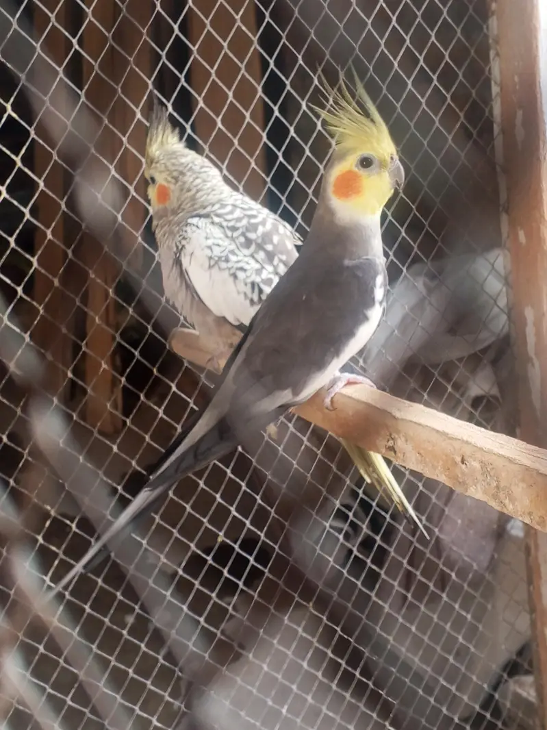 beautiful pir — photo 2