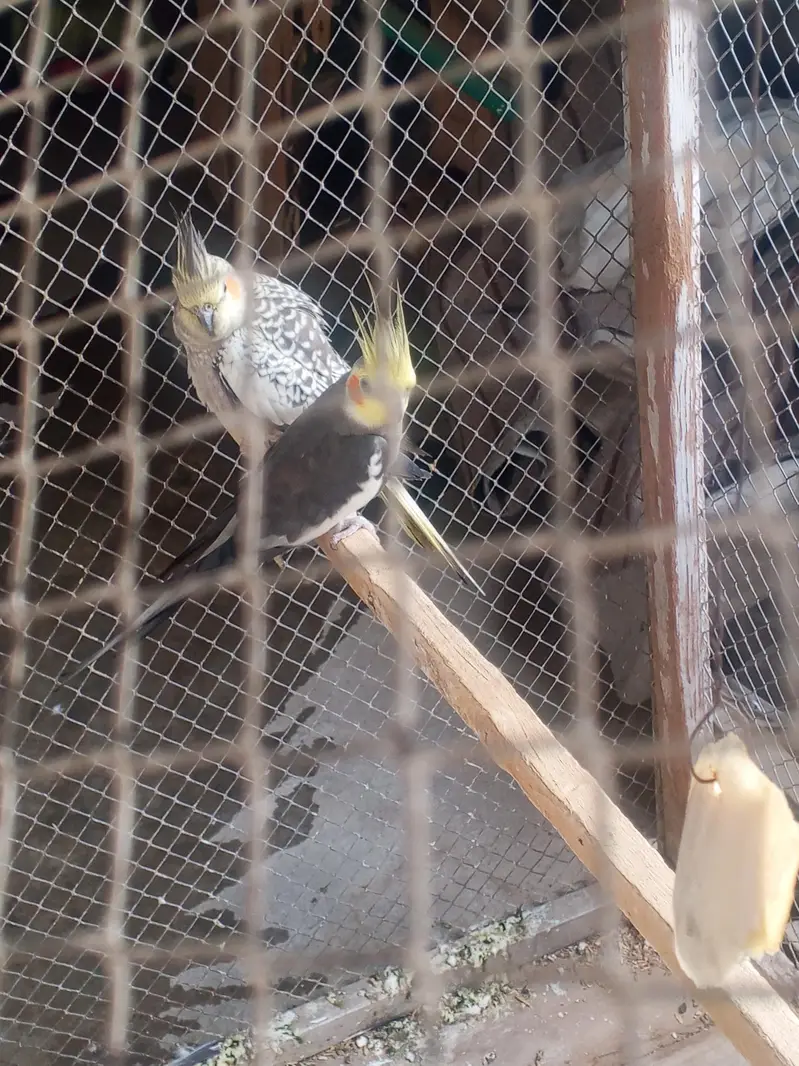 bareedar pir — photo 3