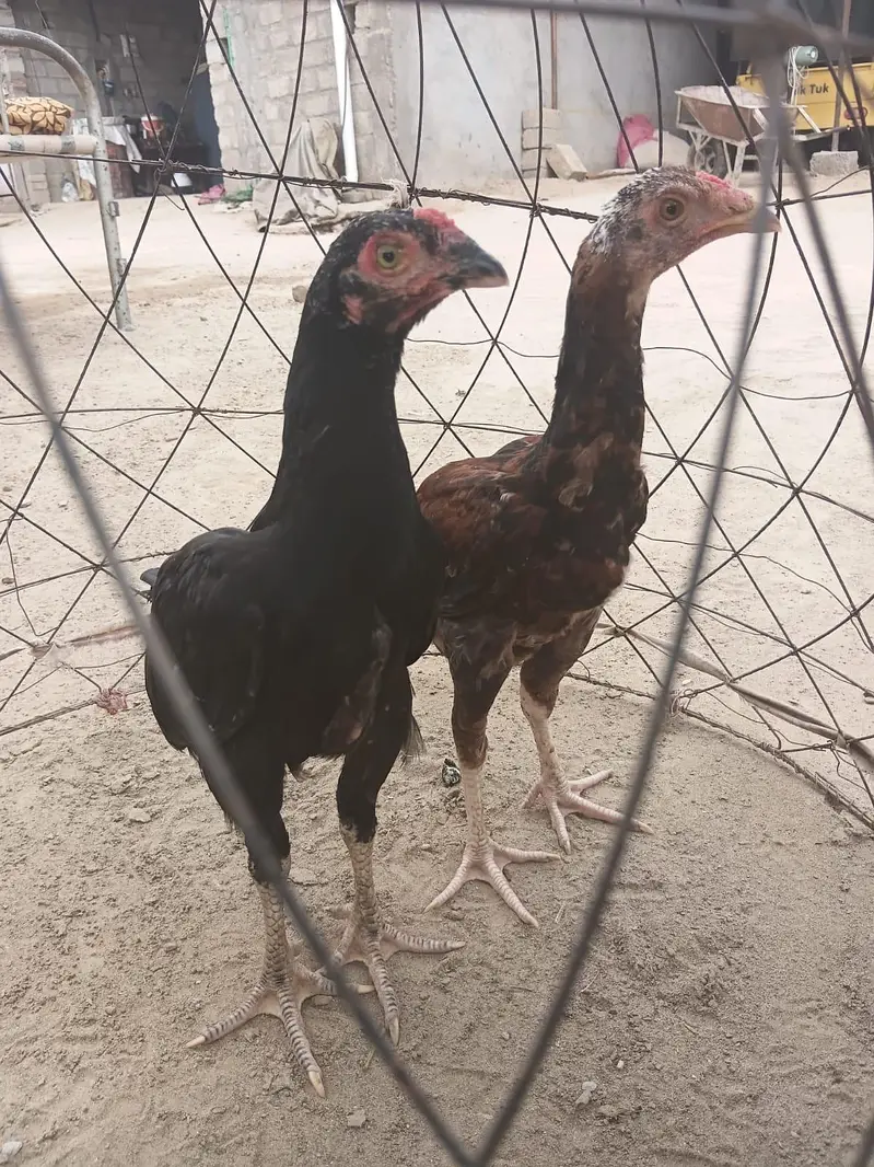 Aseel Mianwali 3 male pathy — photo 2