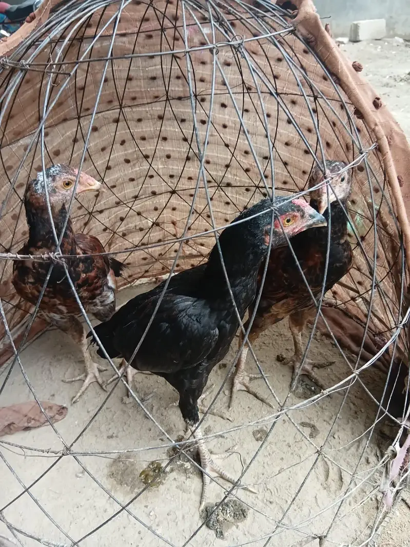 Aseel Mianwali 3 male pathy — photo 4