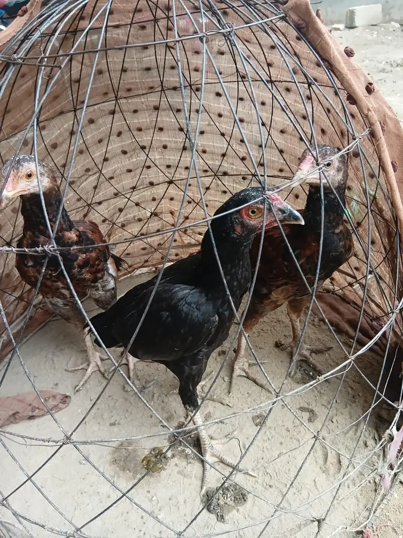 Aseel Mianwali 3 male pathy — photo 5