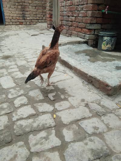 pathi