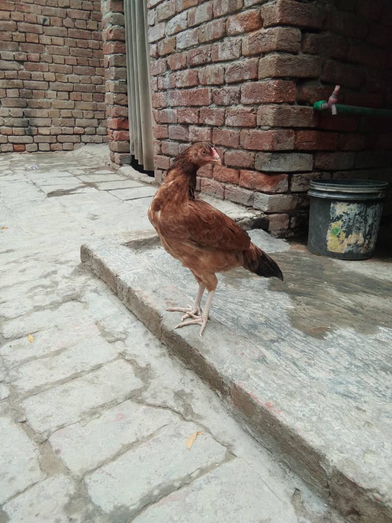 pathi 2