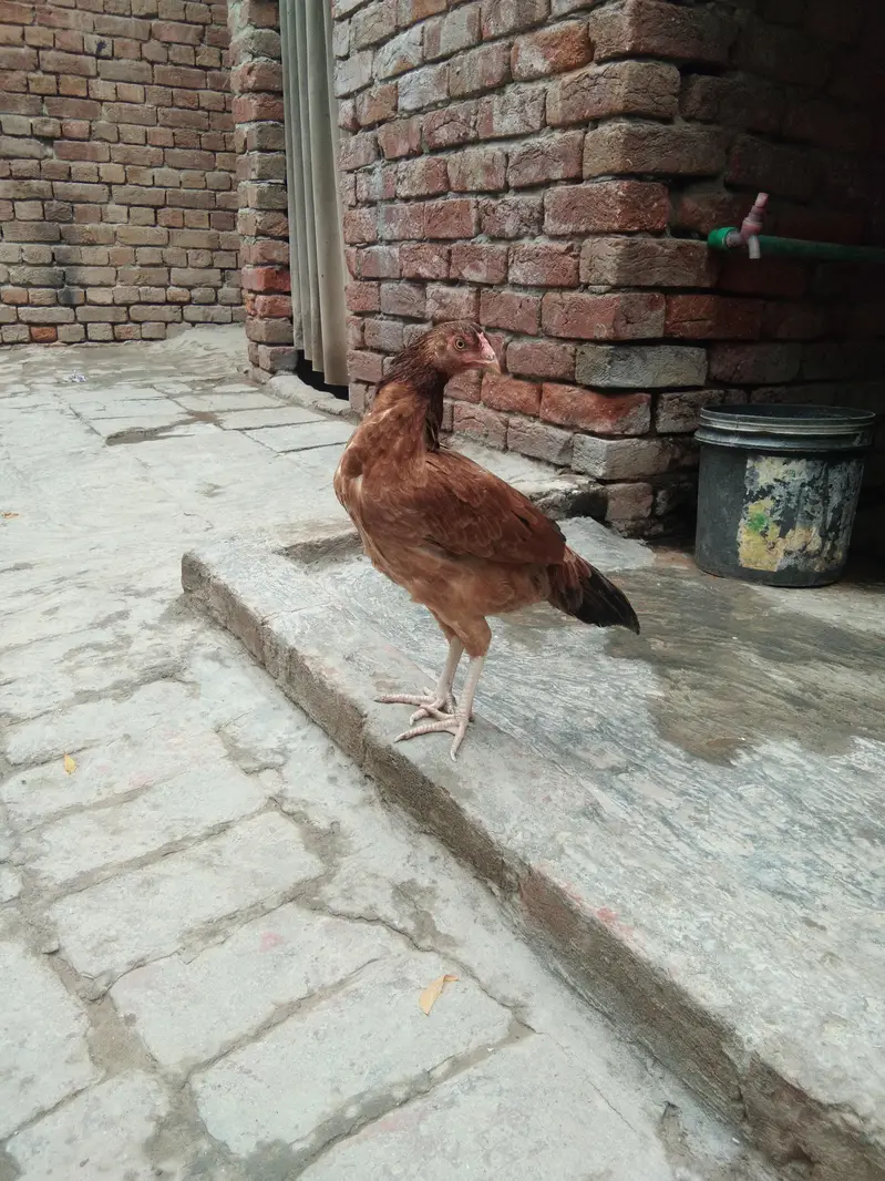pathi — photo 3