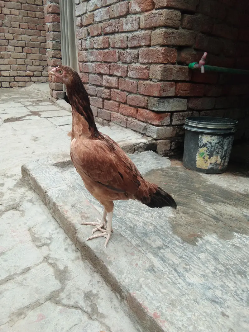 pathi — photo 7