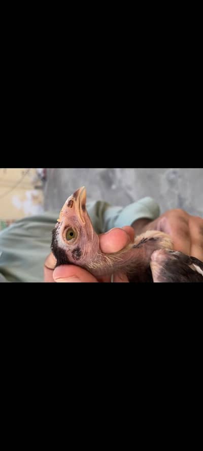 chicks for sale