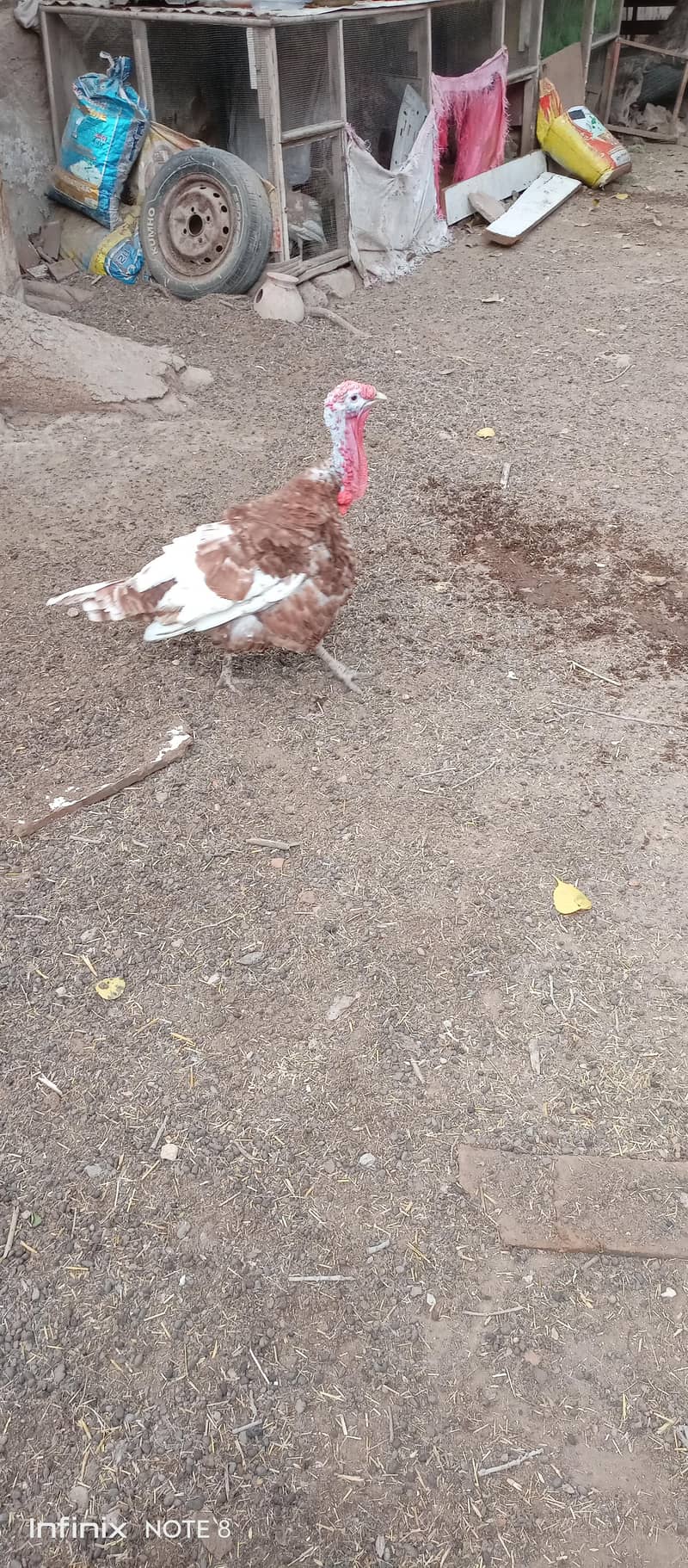Turkey breeder 0