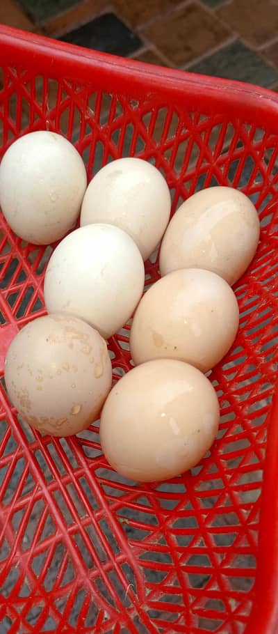 pure dragon fresh frtail eggs for sale 03024942660