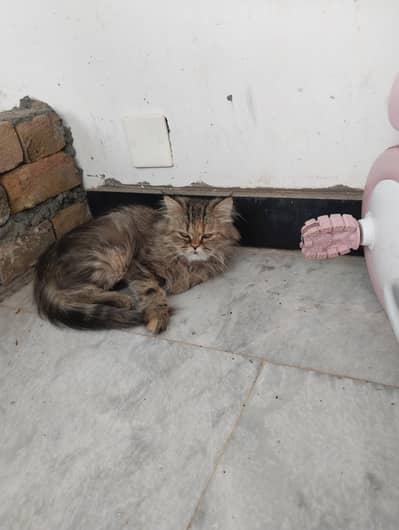 Persian Kitten for Sale