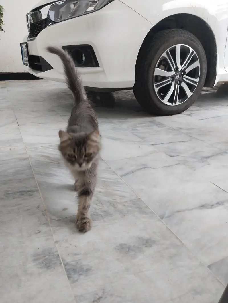 Persian Kitten for Sale — photo 2
