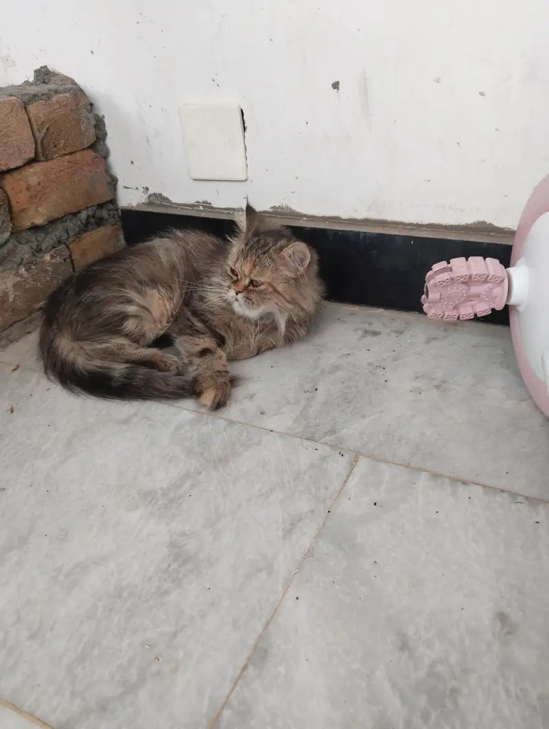 Persian Kitten for Sale — photo 3