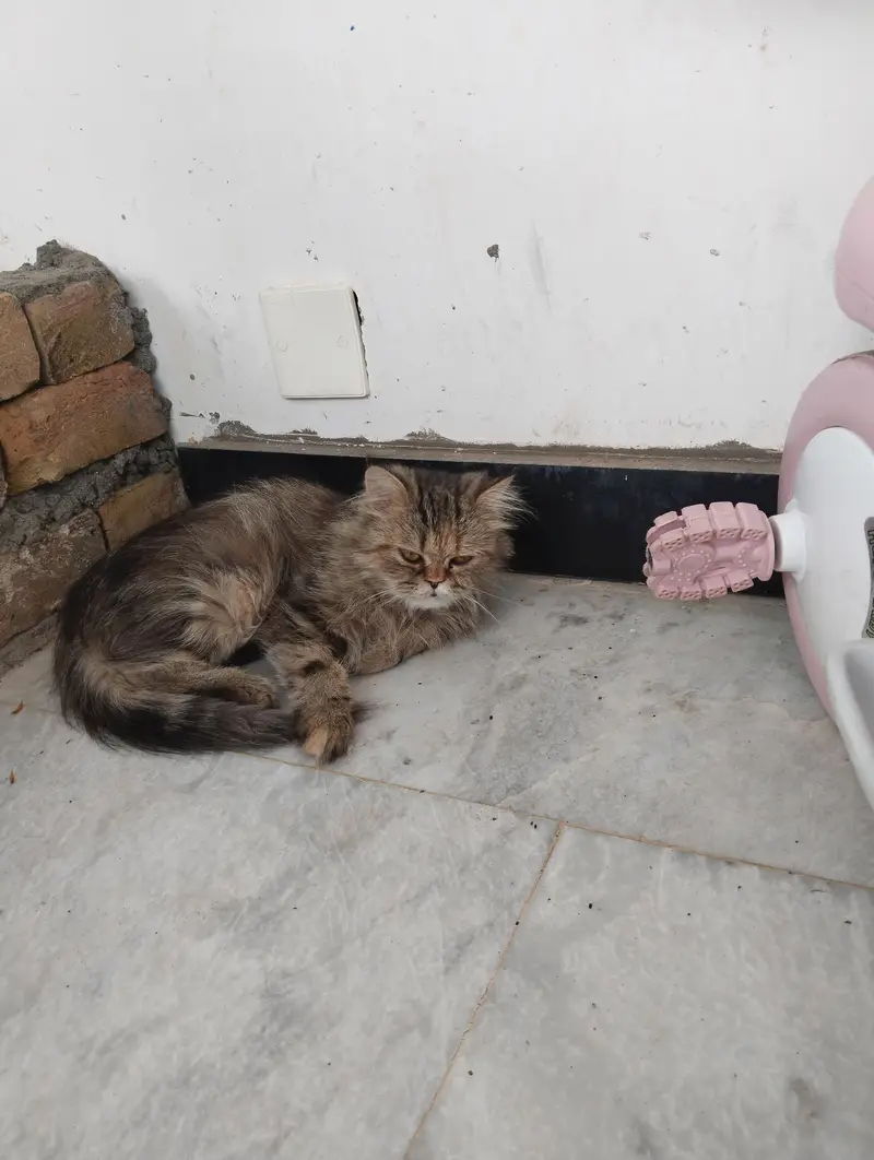 Persian Kitten for Sale — photo 4