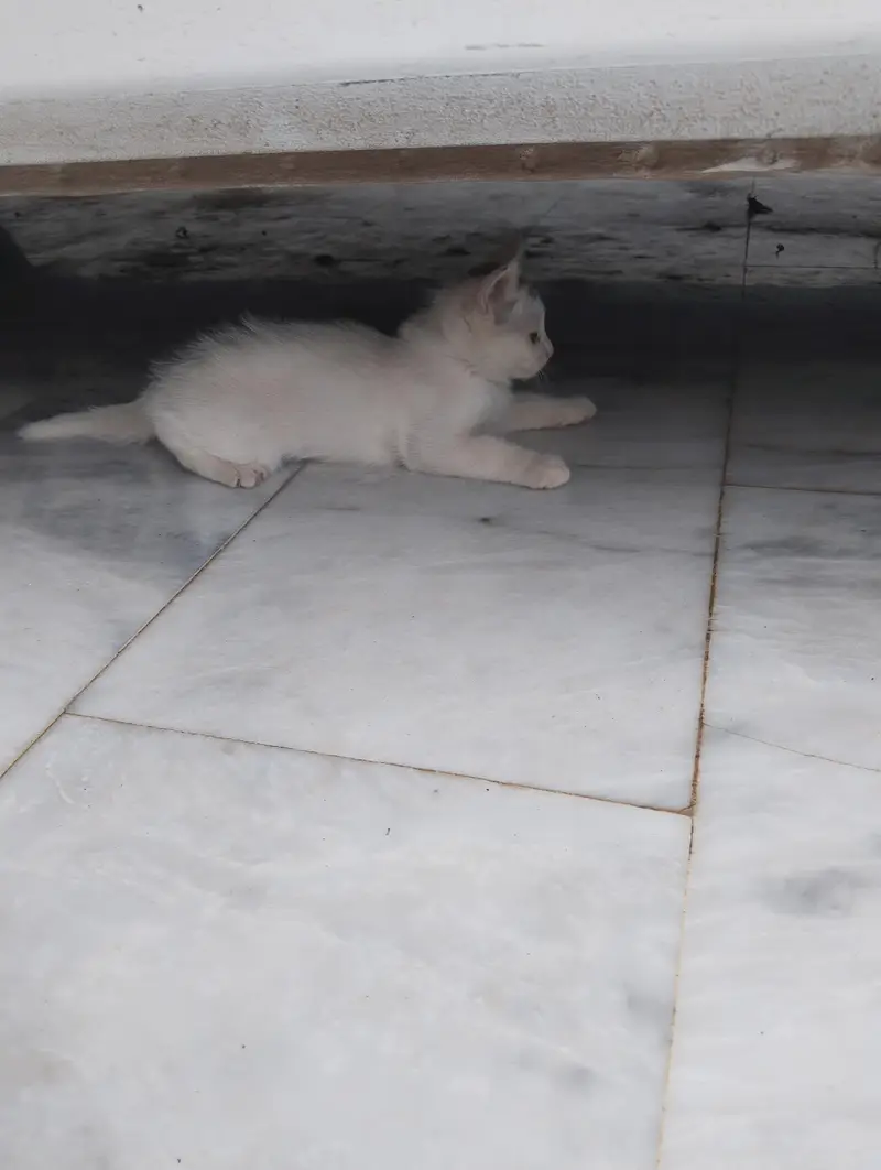 Persian Kitten for Sale — photo 5