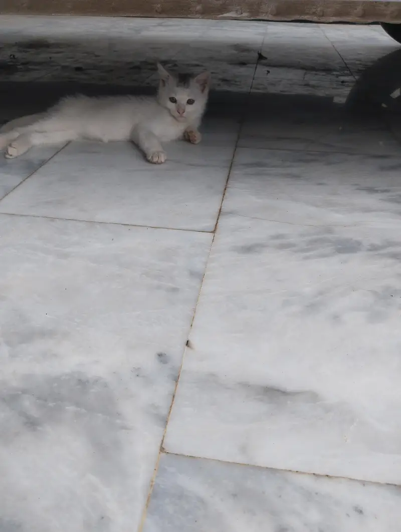 Persian Kitten for Sale — photo 6