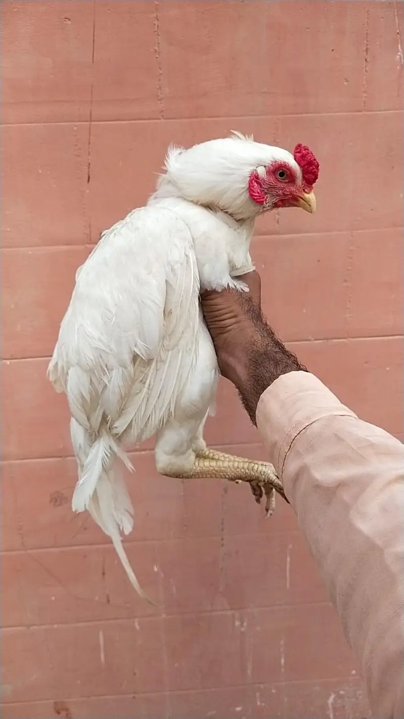 mianwali zero size Heera/lakha 03168035881 whatsapp contact only — photo 3