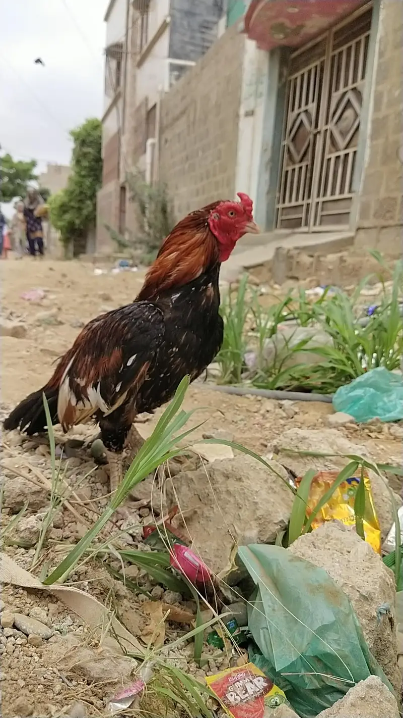 mianwali zero size Heera/lakha 03168035881 whatsapp contact only — photo 4