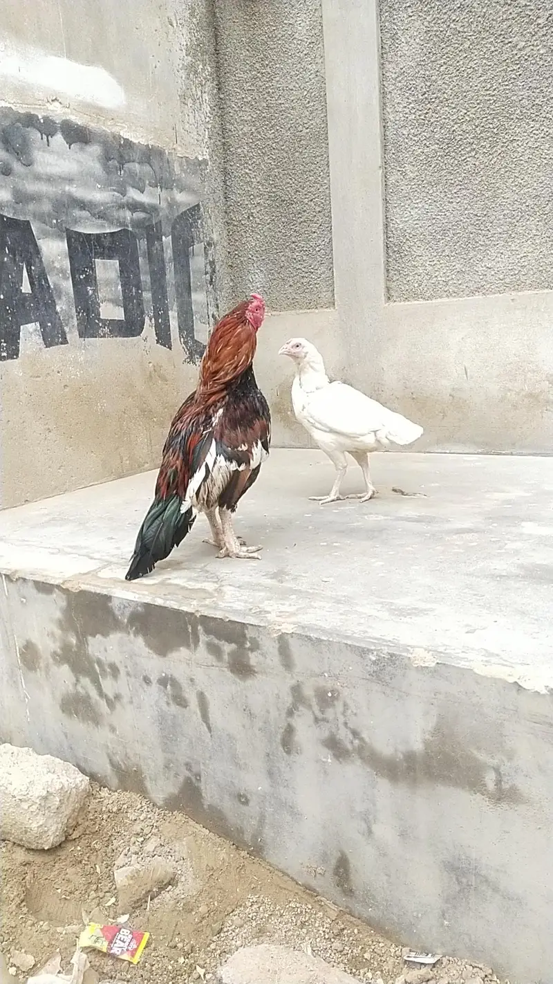 mianwali zero size Heera/lakha 03168035881 whatsapp contact only — photo 7