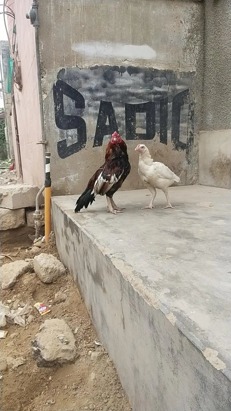 mianwali zero size Heera/lakha 03168035881 whatsapp contact only — photo 8