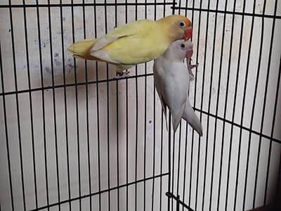 Lovebird pair