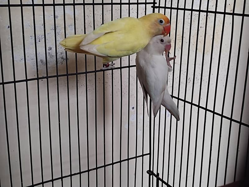 Lovebird pair 0