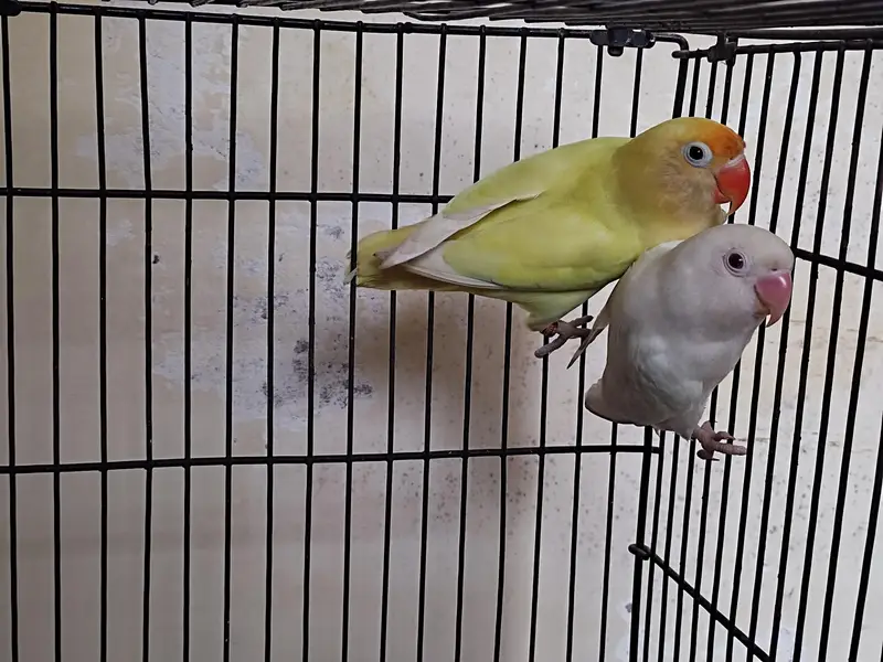 Lovebird pair — photo 2