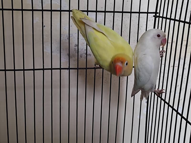 Lovebird pair 2